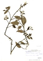 藏品(台東莢蒾)的圖片